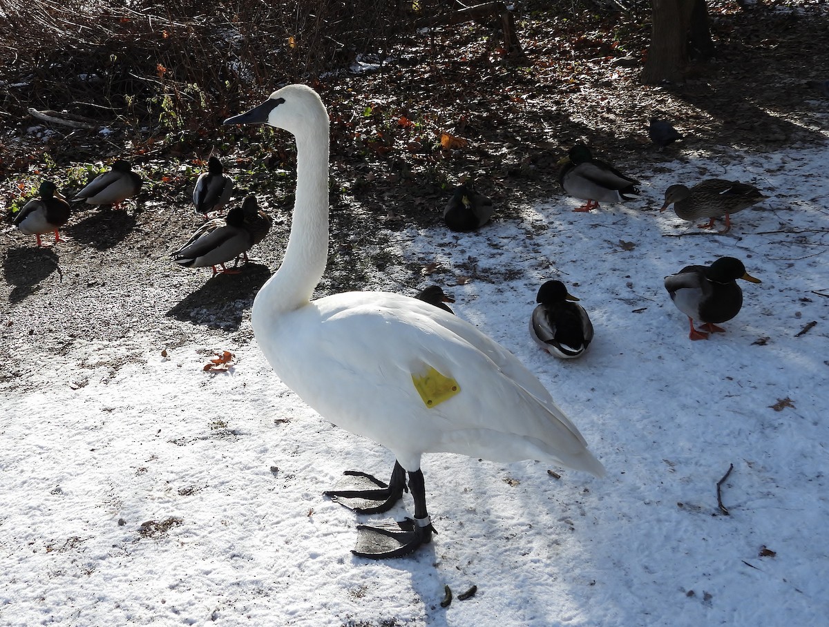 Trumpeter Swan - ML646615603