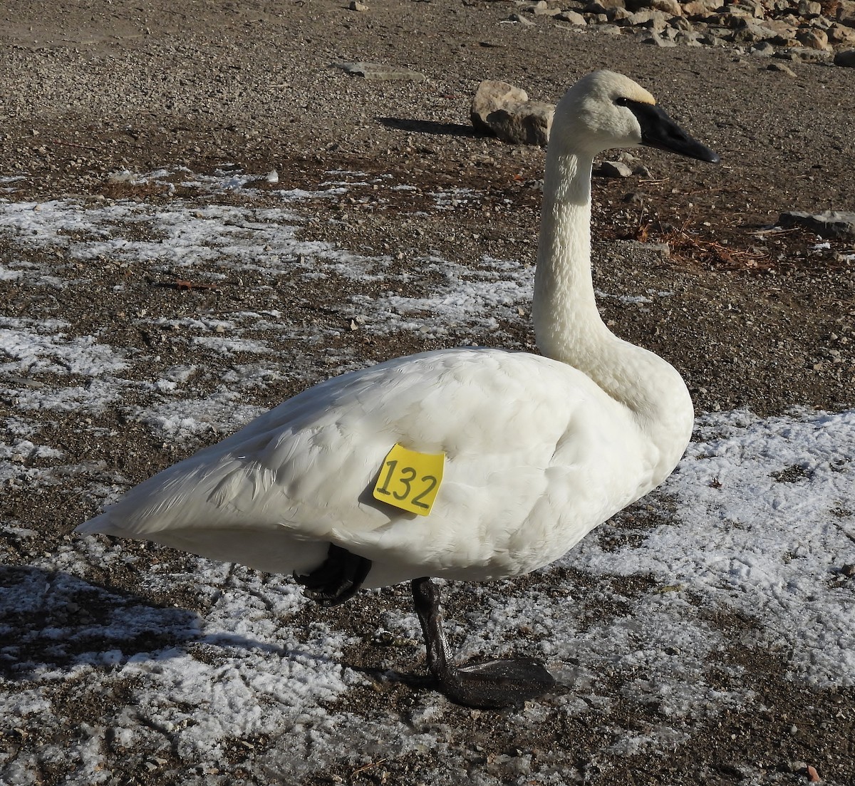Trumpeter Swan - ML646615604