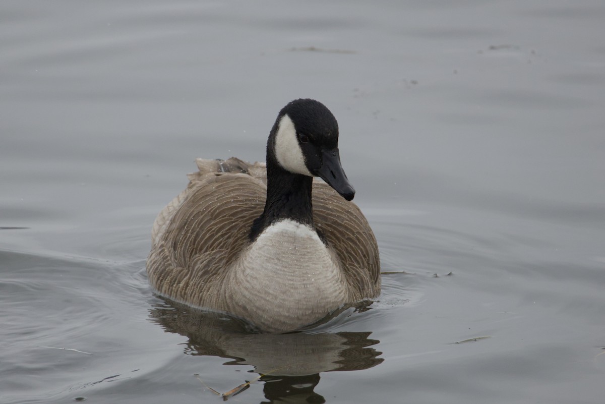 Canada Goose - ML646615606