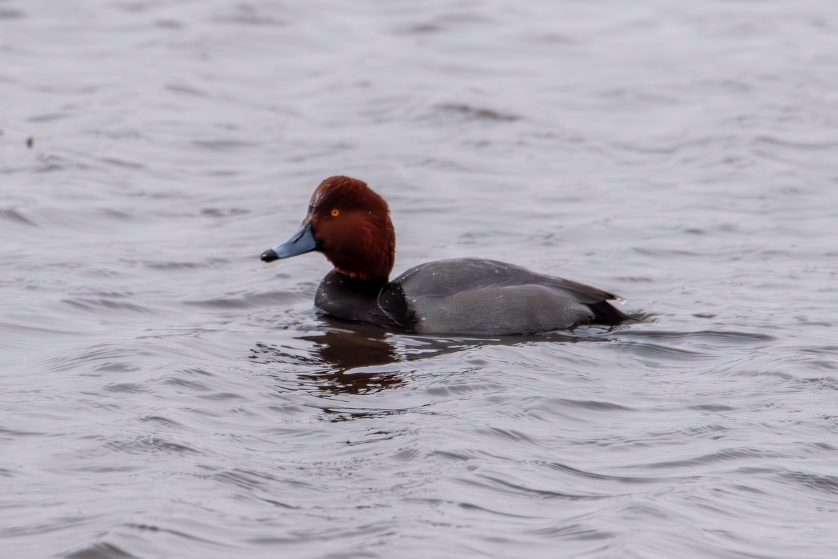 Redhead - ML646615609