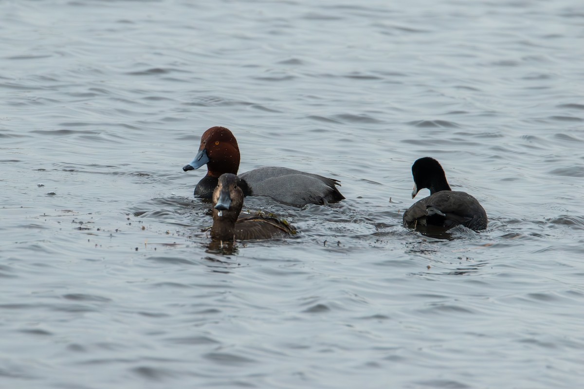 Redhead - ML646615610