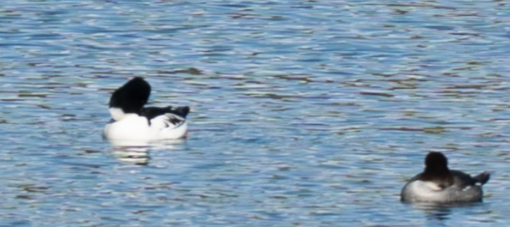 Common Goldeneye - ML646615611