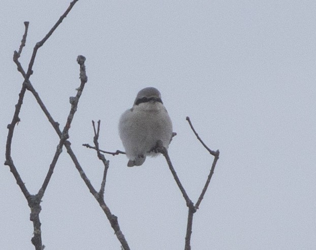 Alcaudón Boreal - ML646615612