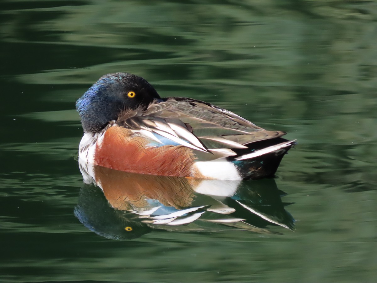 lžičák pestrý - ML646615613