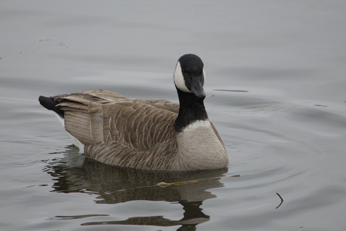 Canada Goose - ML646615614