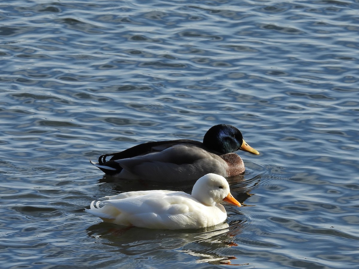 Mallard - ML646615615