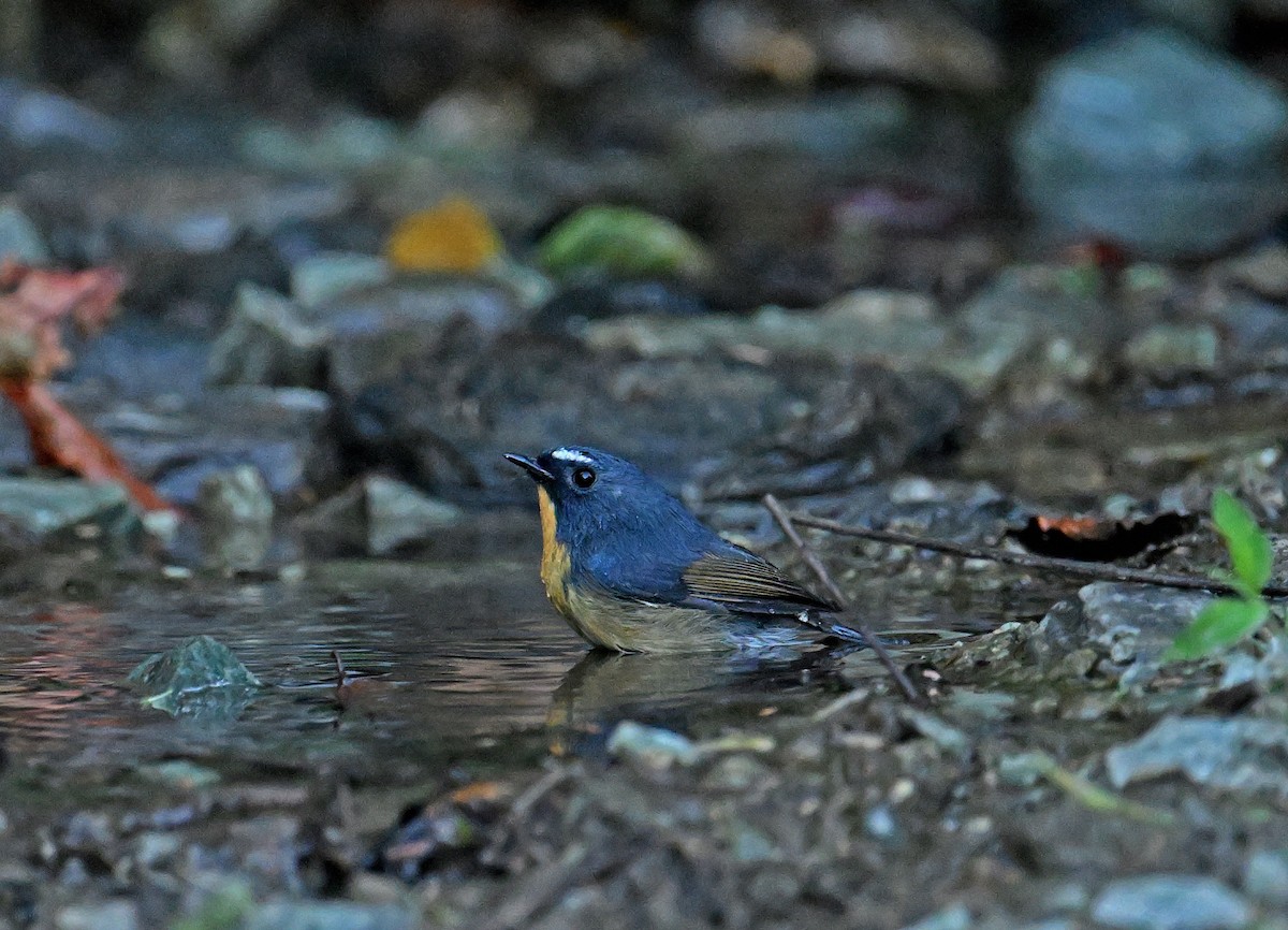 Snowy-browed Flycatcher - ML646615616