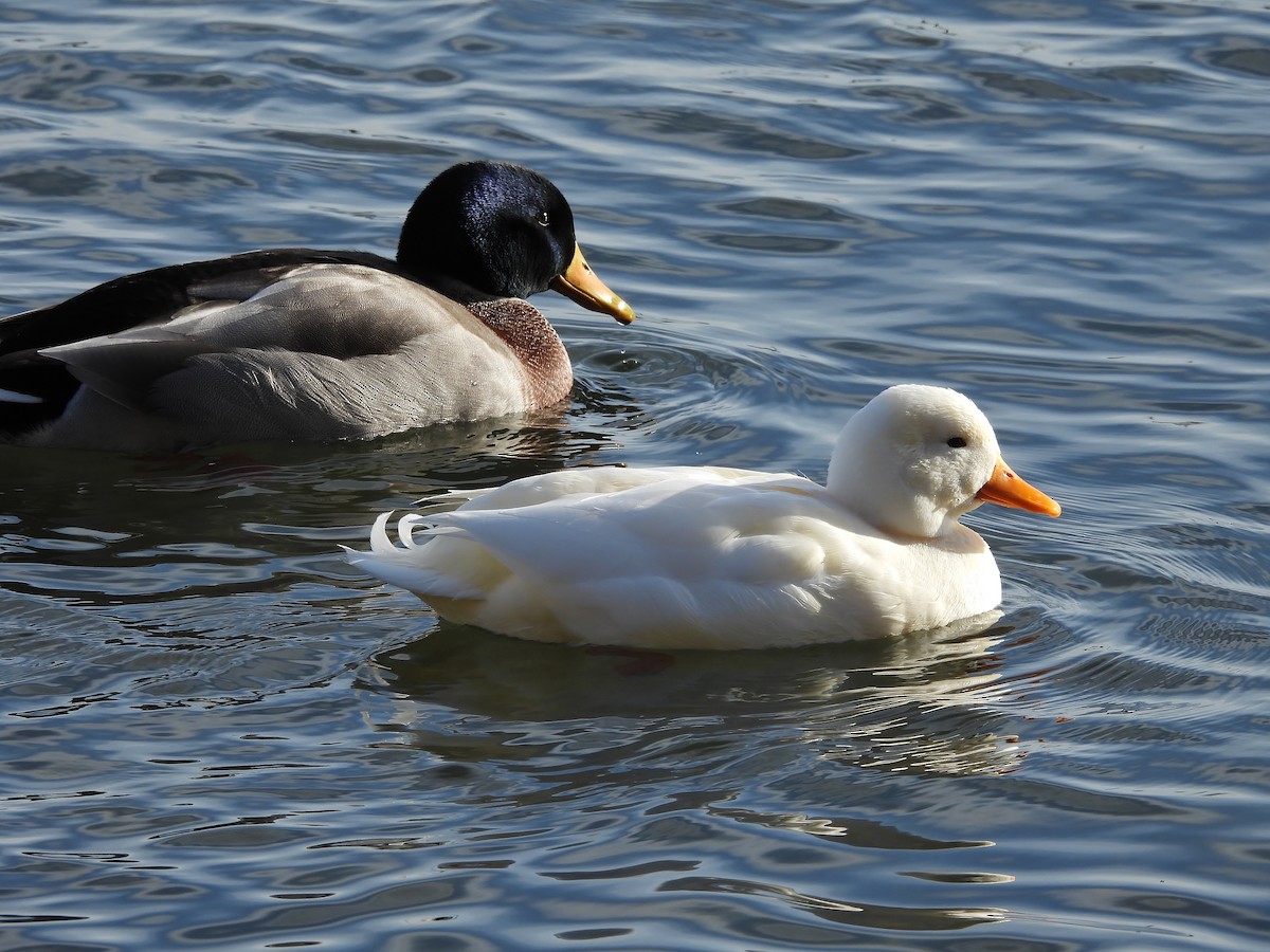 Mallard - ML646615617