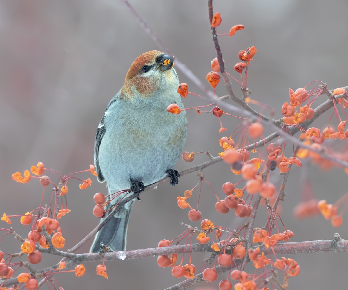 Tayga Çütresi - ML646615618