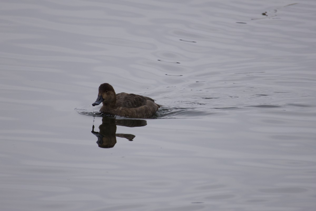 Redhead - ML646615619
