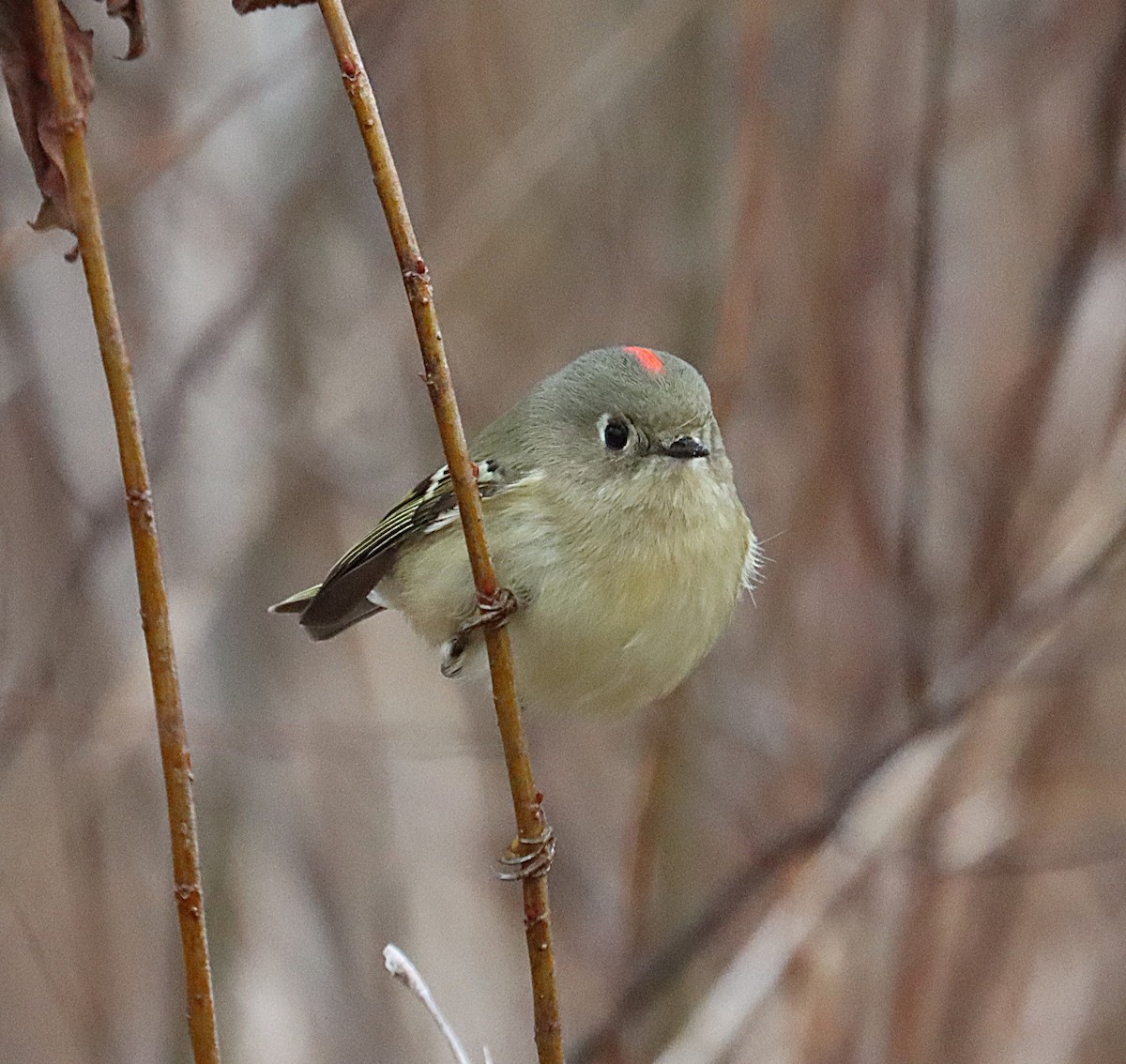 Rubingoldhähnchen - ML646615620