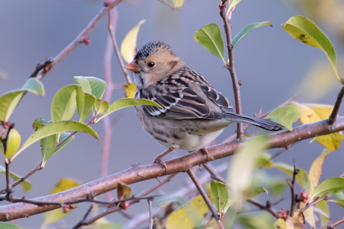 Harris's Sparrow - ML646615621