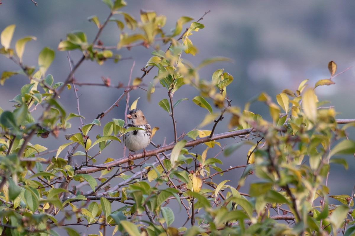 Harris's Sparrow - ML646615622