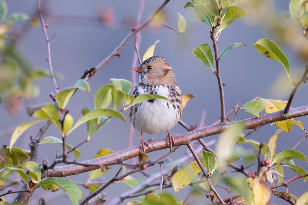 Harris's Sparrow - ML646615623