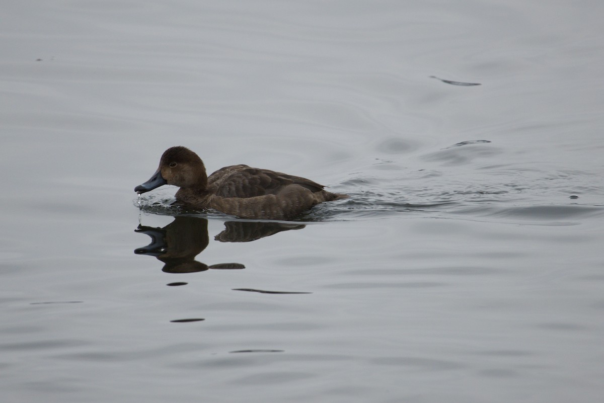 Redhead - ML646615633