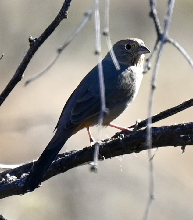 Canyon Towhee - ML646615634