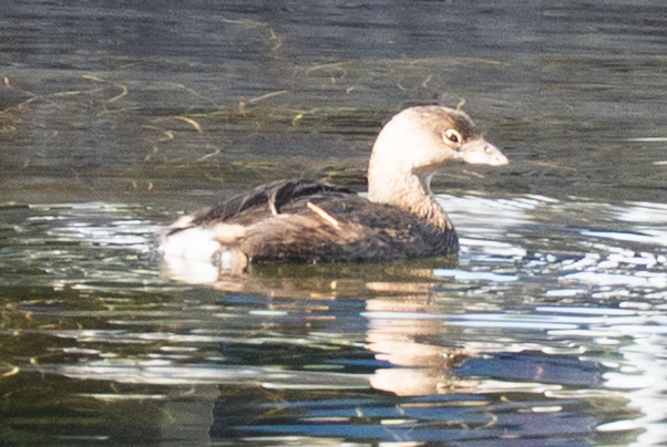 Pied-billed Grebe - ML646615635