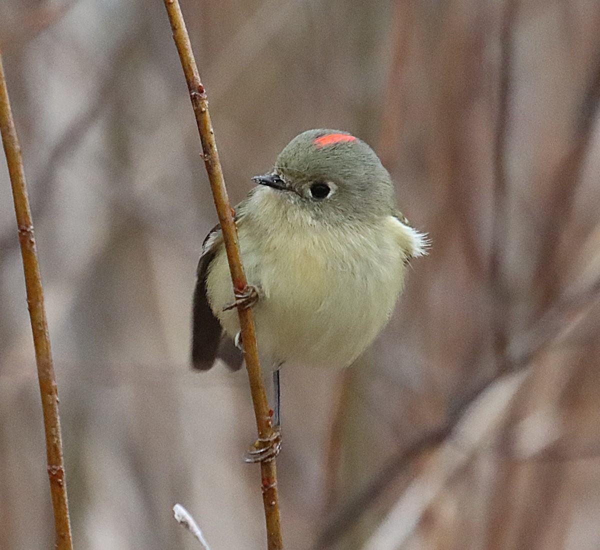 Rubingoldhähnchen - ML646615637