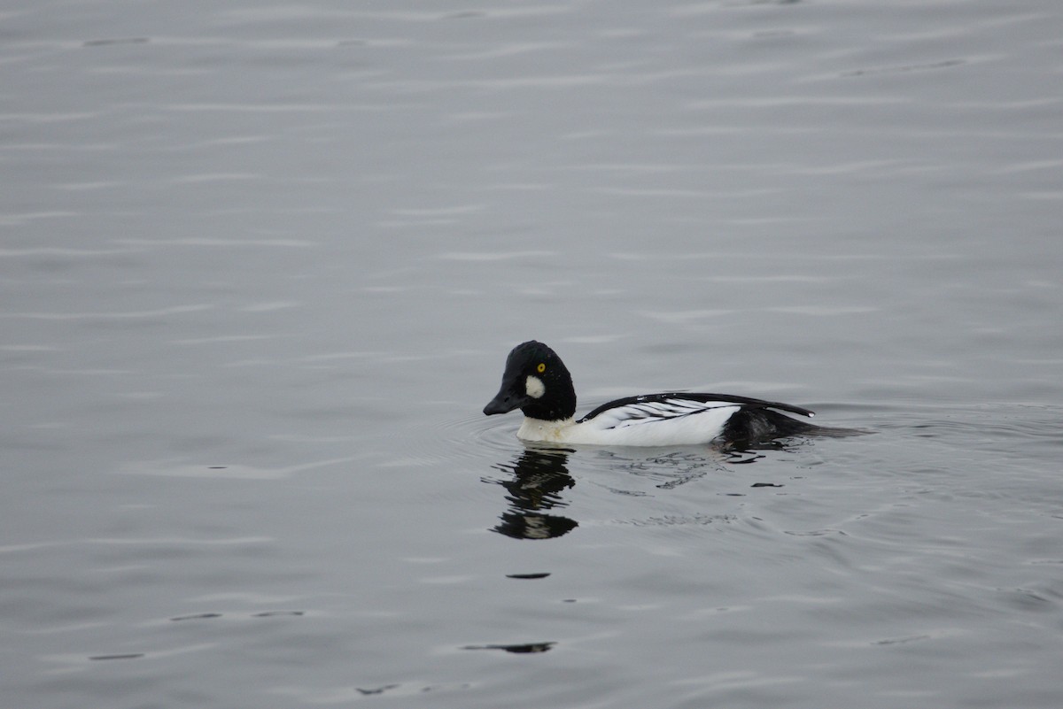 Common Goldeneye - ML646615638