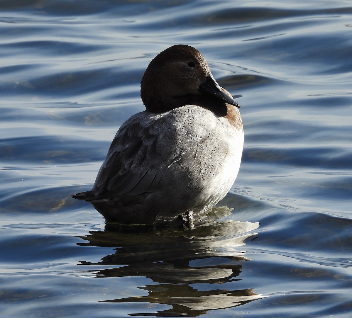 Canvasback - ML646615639