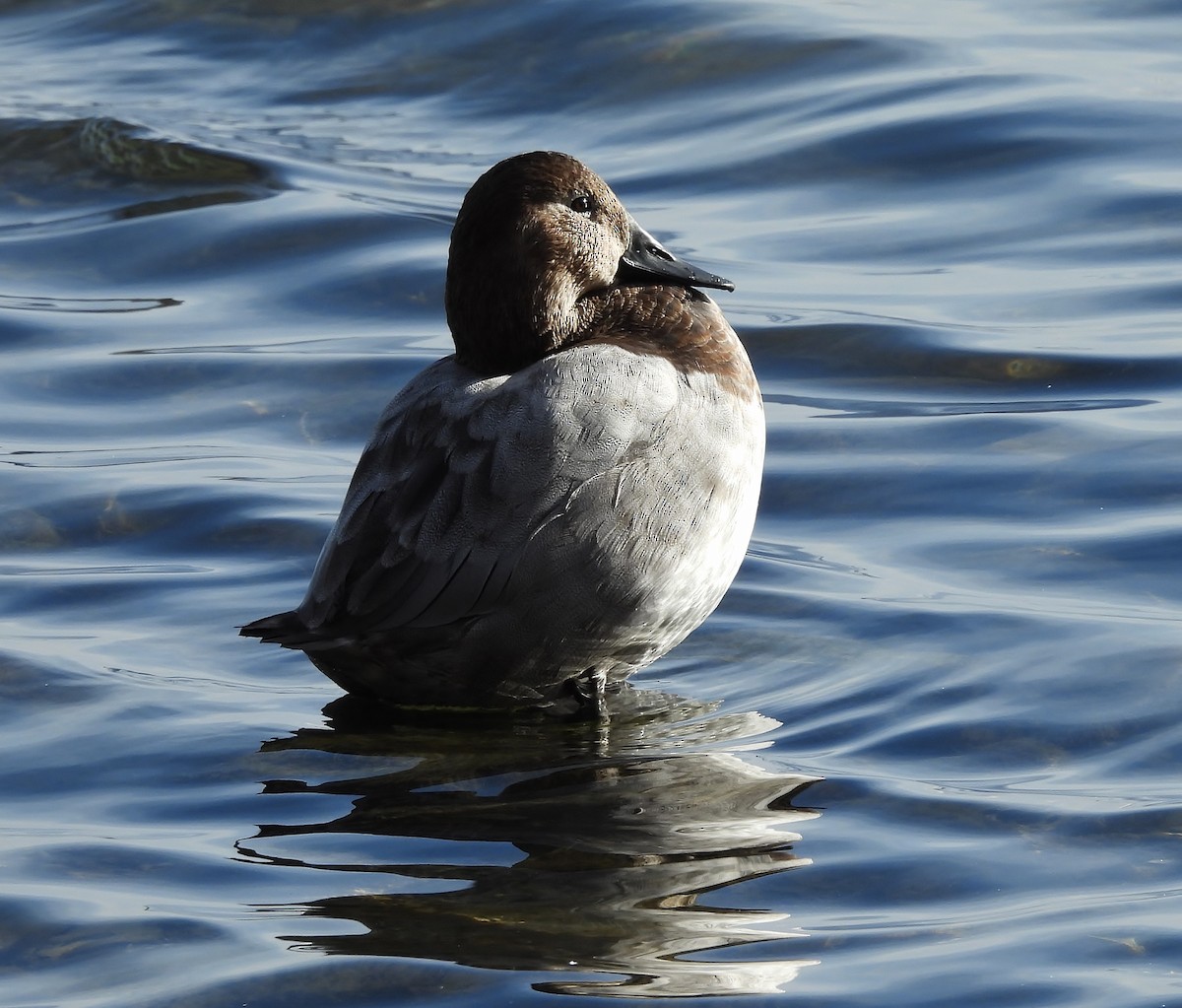 Canvasback - ML646615640