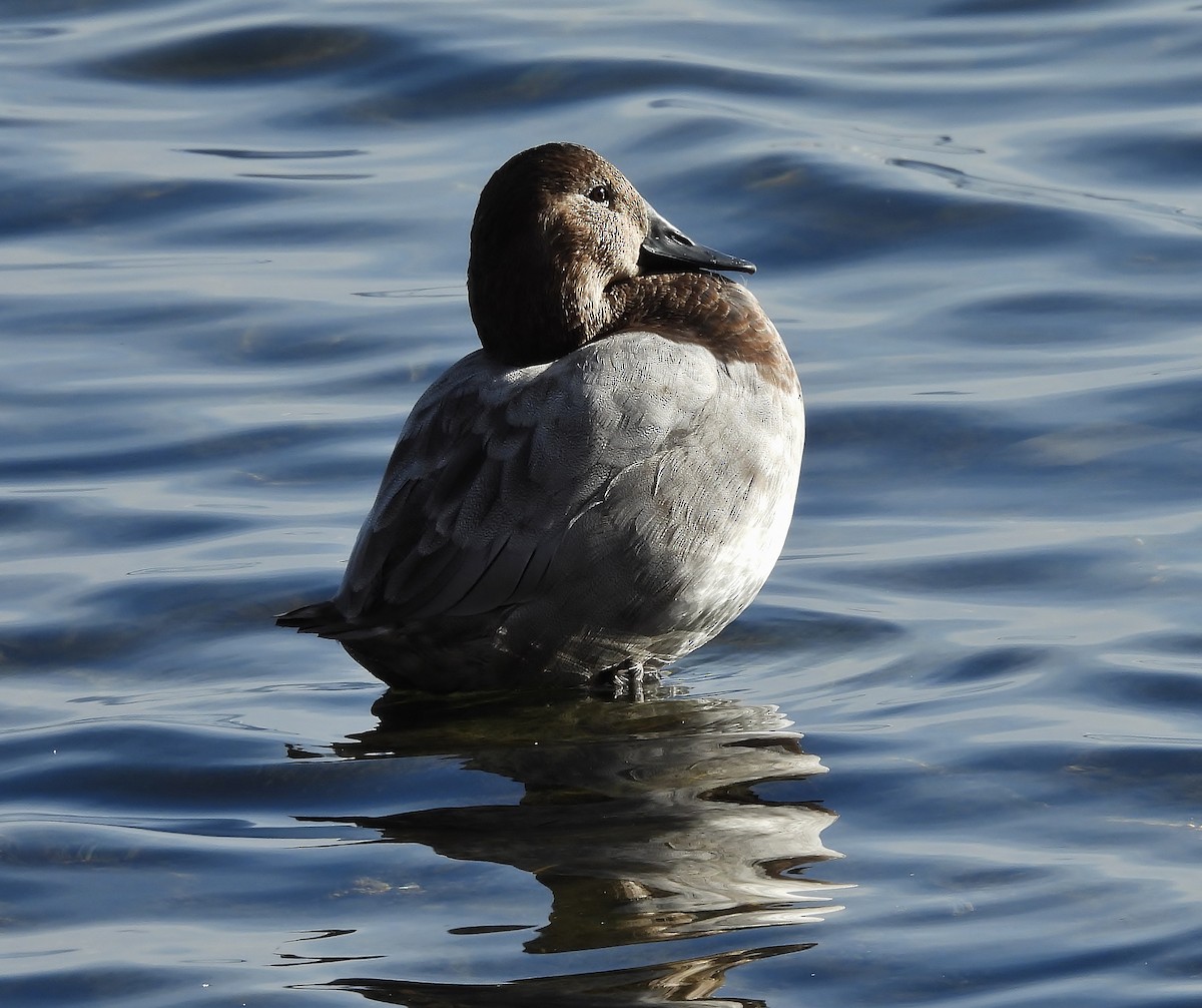 Canvasback - ML646615641
