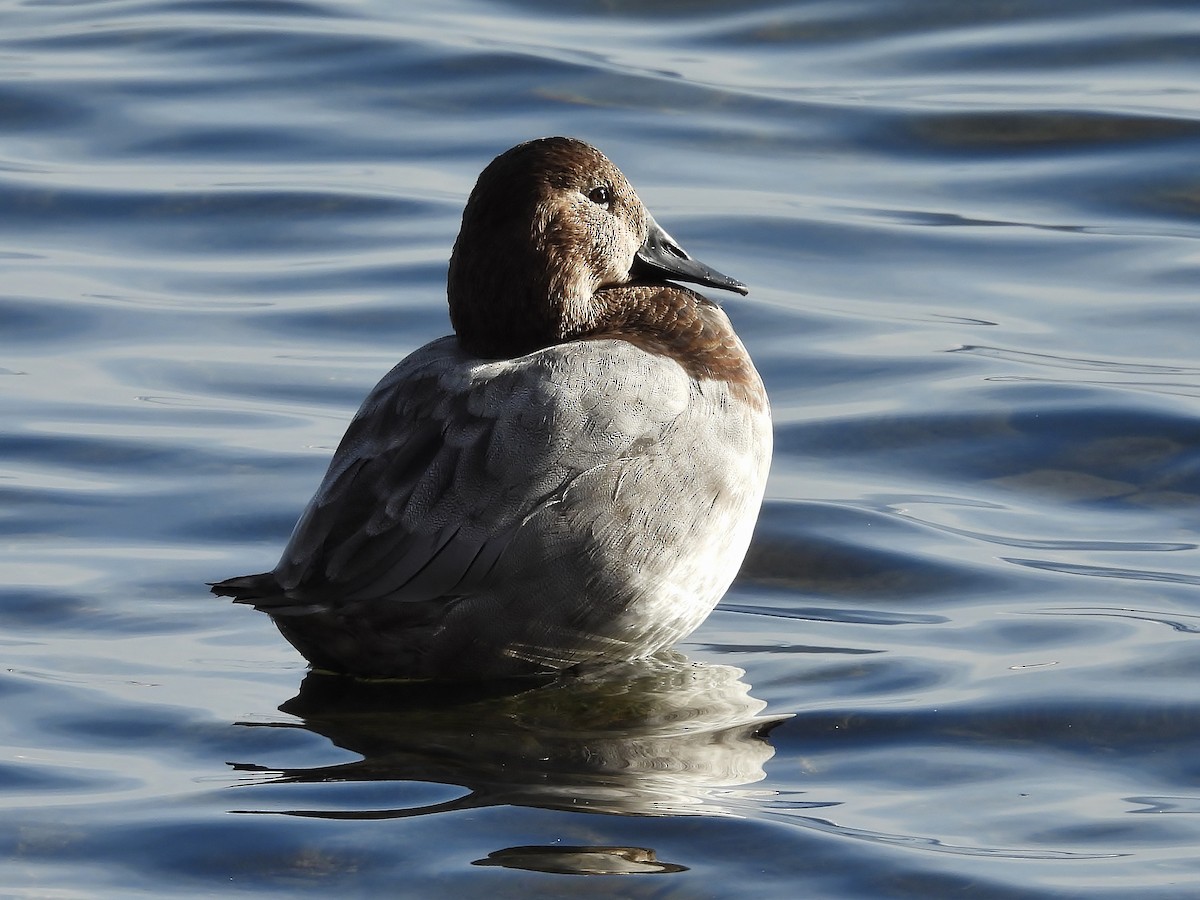 Canvasback - ML646615642