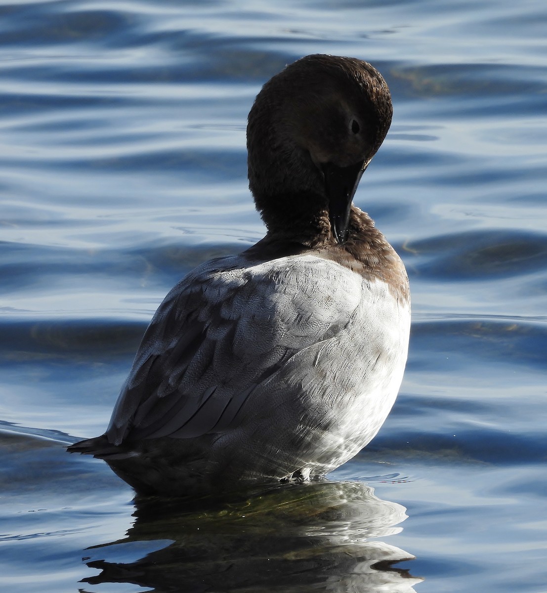 Canvasback - ML646615643