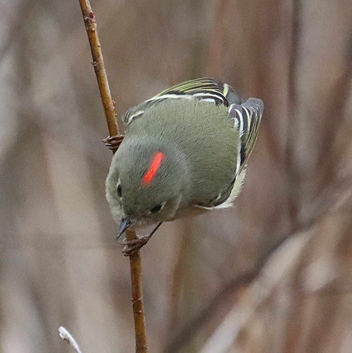 Rubingoldhähnchen - ML646615644