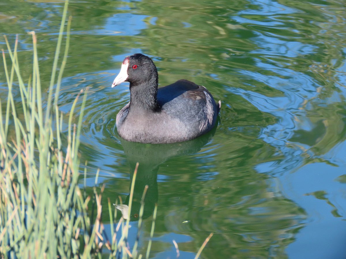 lyska americká - ML646615647