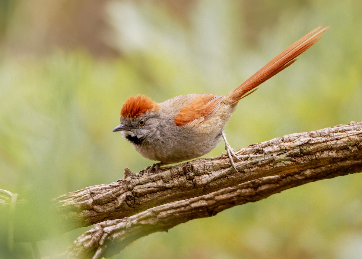 sotpannepiggstjert - ML646615649