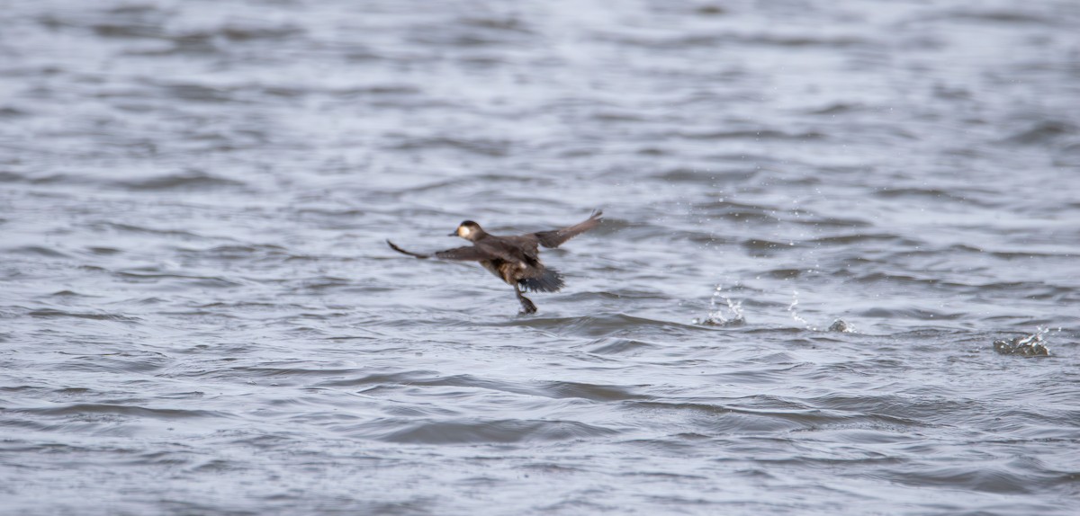 Ruddy Duck - ML646615650