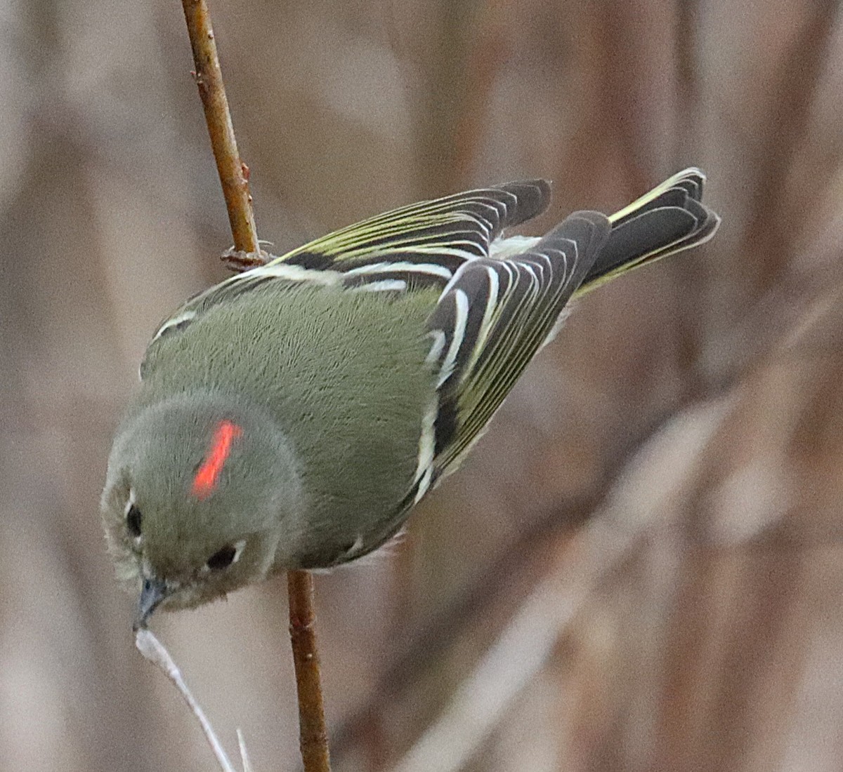 Rubingoldhähnchen - ML646615651