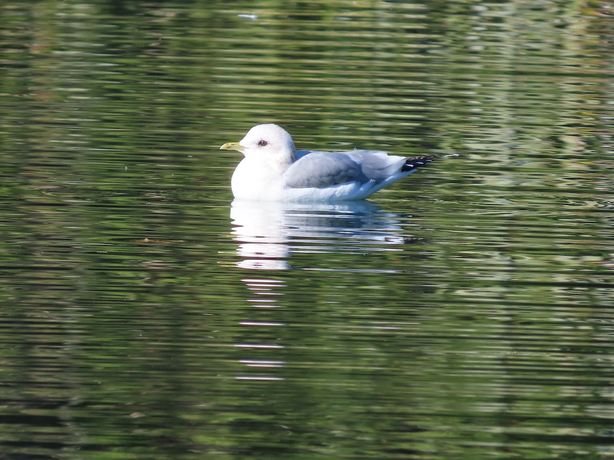 racek aljašský - ML646615652