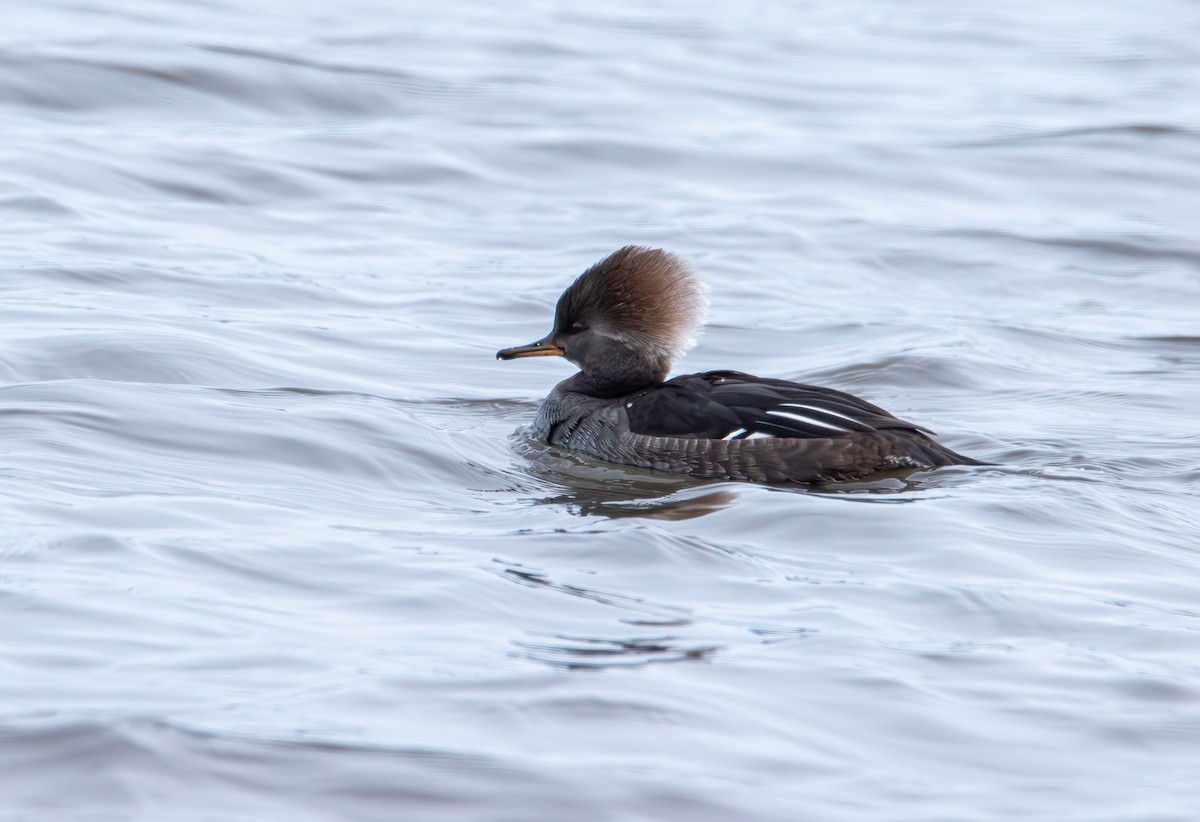 Hooded Merganser - ML646615653