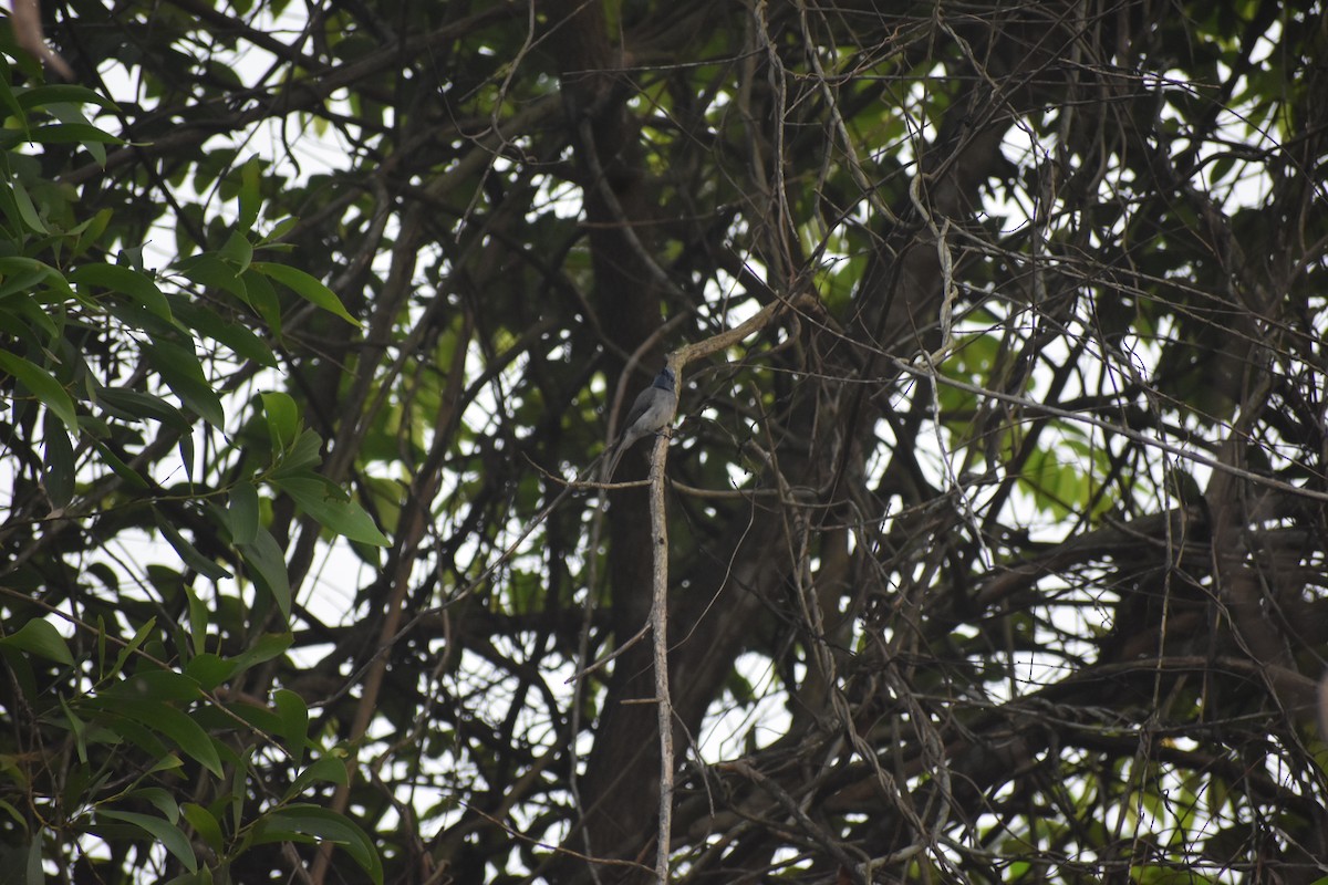 Black-naped Monarch - ML646615654