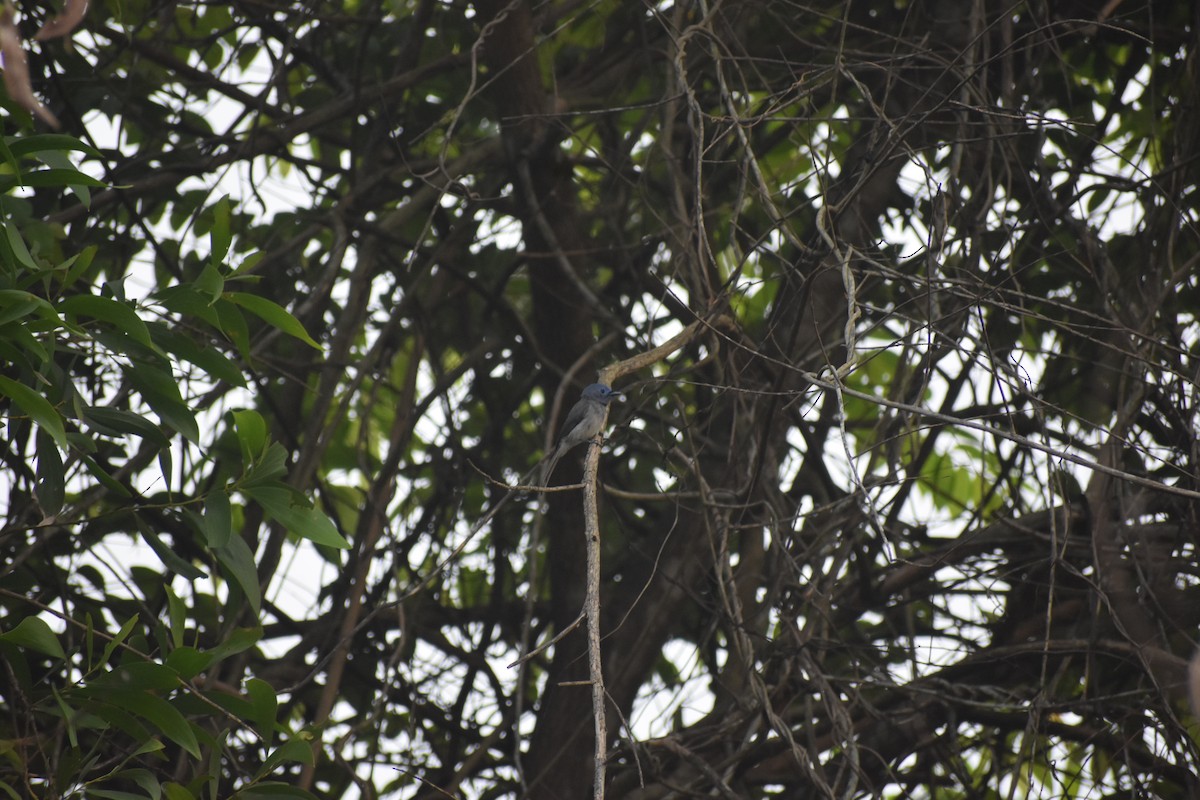 Black-naped Monarch - ML646615655
