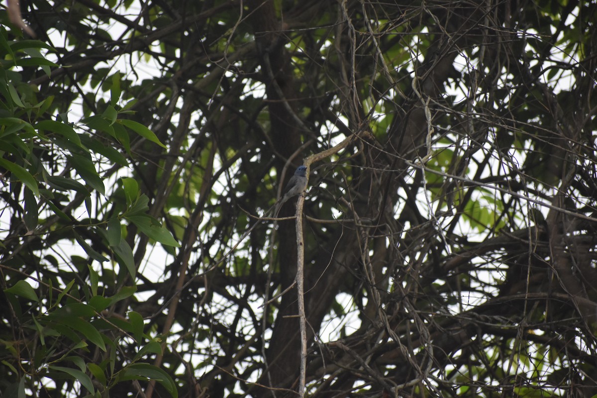 Black-naped Monarch - ML646615656