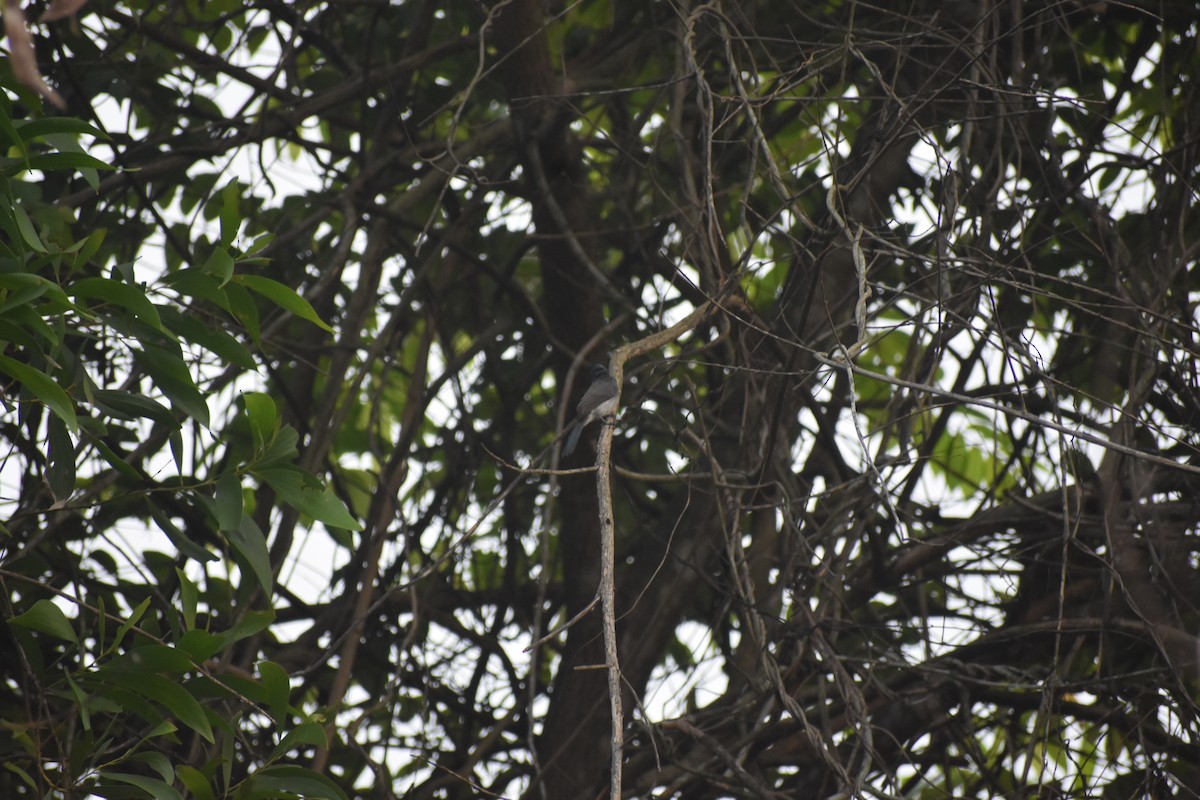 Black-naped Monarch - ML646615657