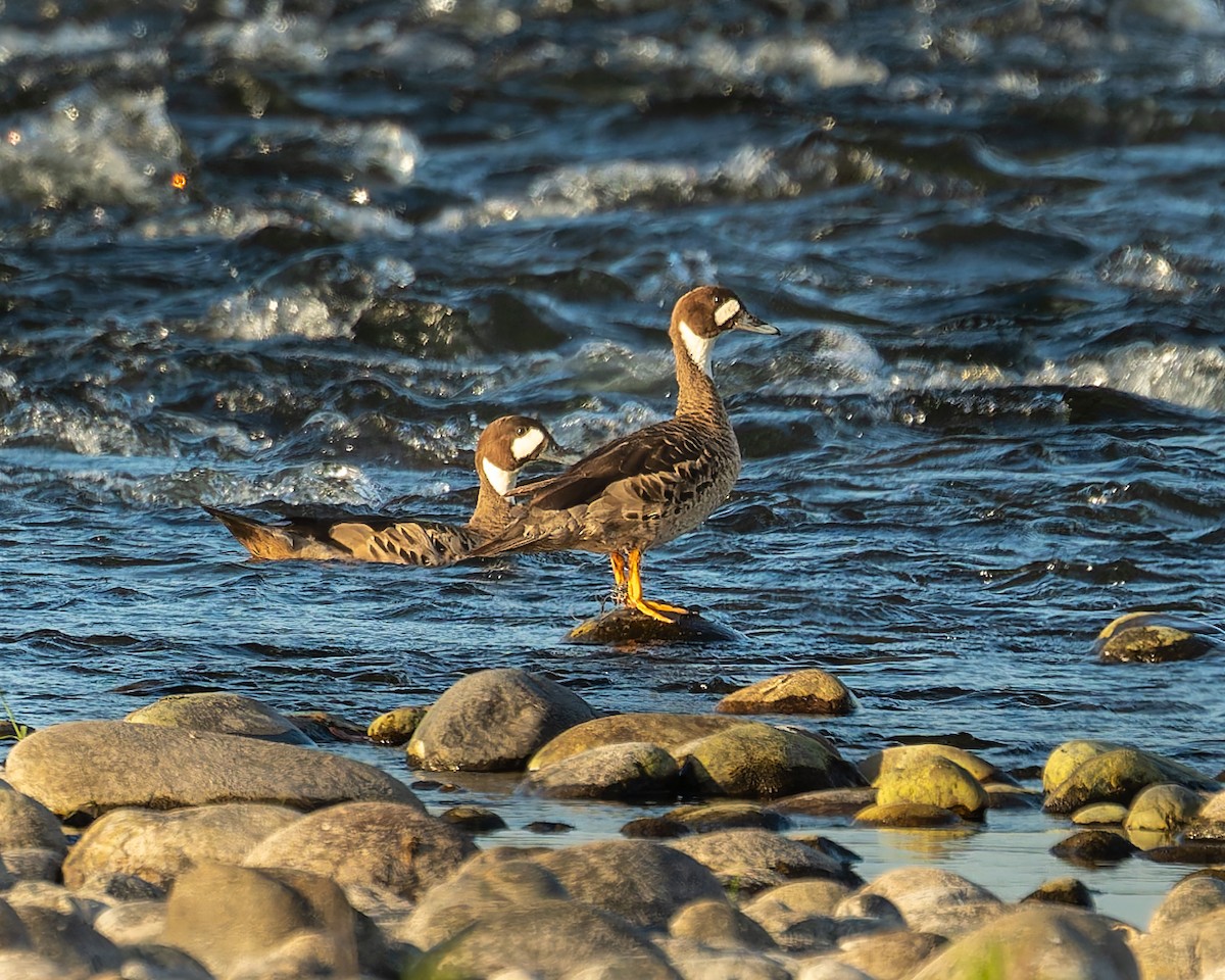 Spectacled Duck - ML646615658