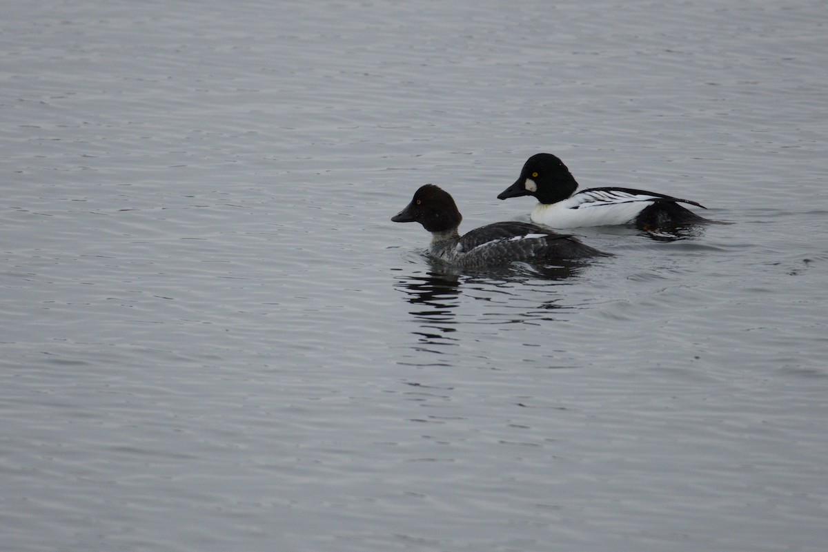 Common Goldeneye - ML646615660