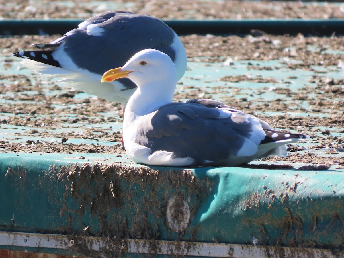 racek západní - ML646615661