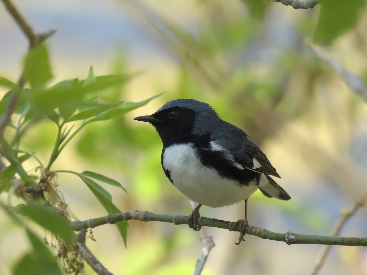 Black-throated Blue Warbler - ML646615662