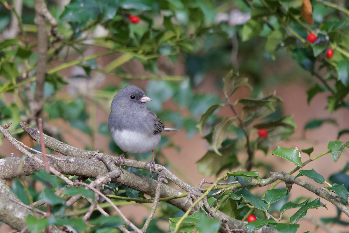 Kara Gözlü Junko - ML646615663