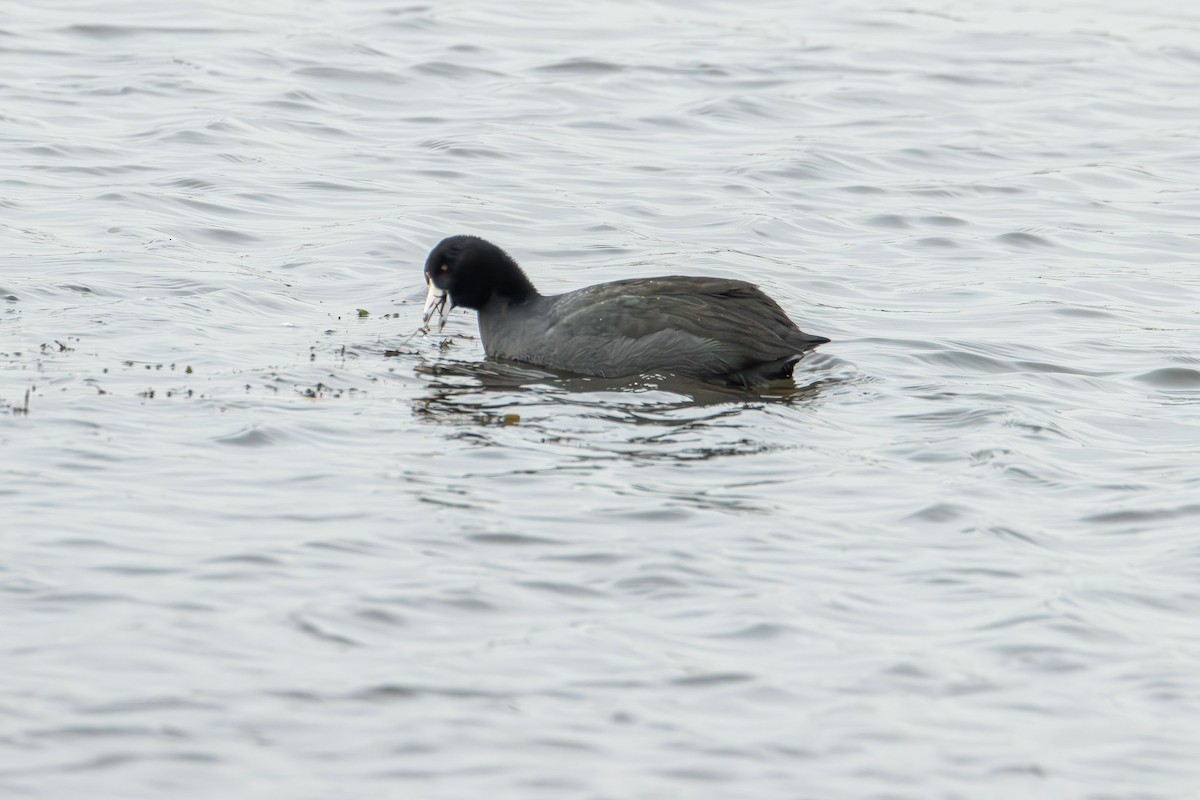American Coot - ML646615664