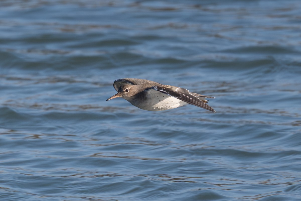 Spotted Sandpiper - ML646615665