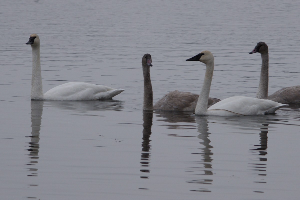 Trumpeter Swan - ML646615666