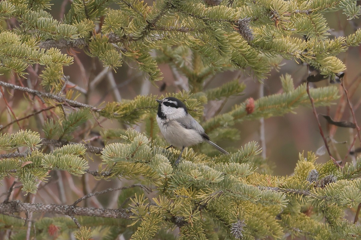 Mountain Chickadee - ML646615670