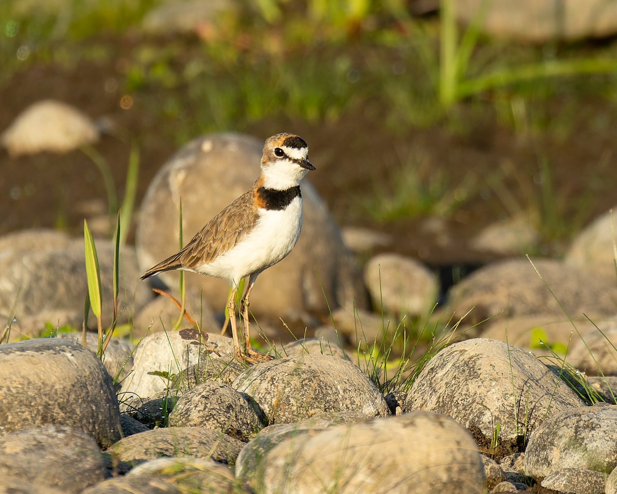 Collared Plover - ML646615672
