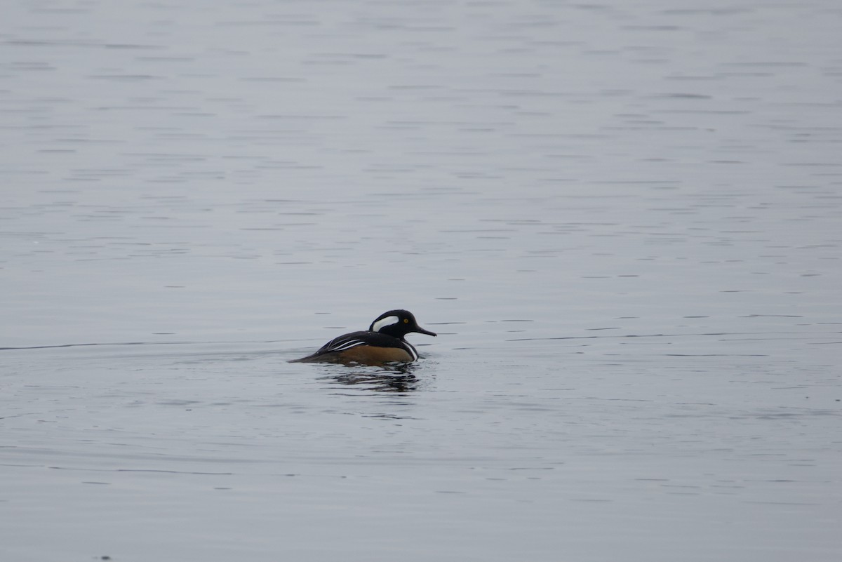 Hooded Merganser - ML646615673